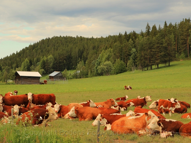 IMG_1321 alm14_k.jpg - Siesta i Brobyn